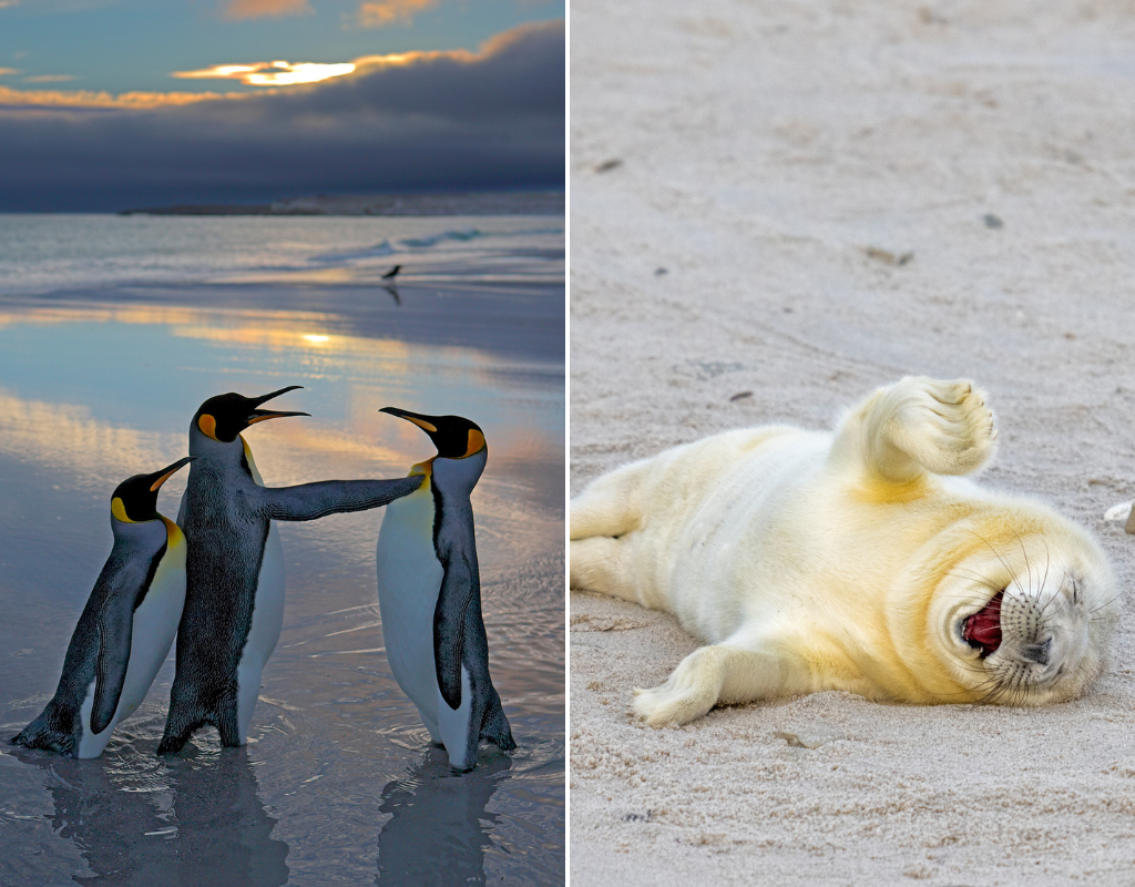 Penguins in a verbal altercation and a seal rolling on the ground in laughter are just two of the 40 finalists for the 2024 Comedy Wildlife Awards.