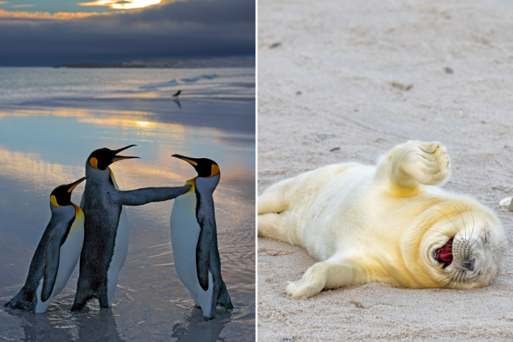 Jealous penguins, laughing seals: Meet the 2024 Comedy Wildlife Photo finalists