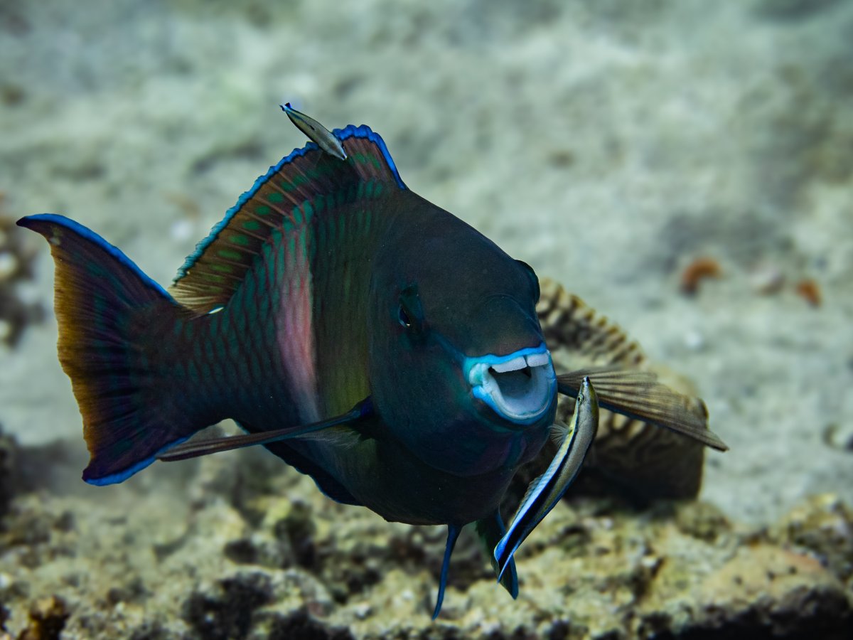 A parrotfish cracks a wide smile.