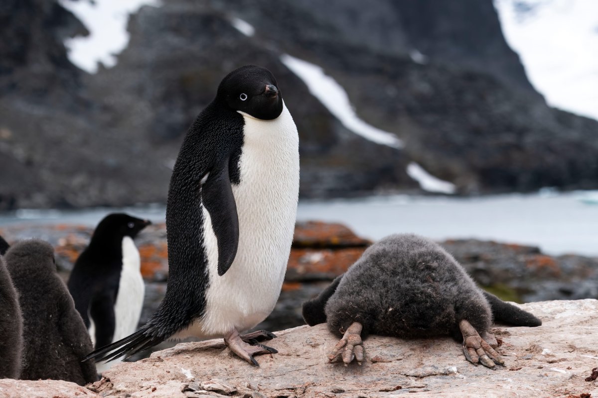 An Adelie penguin stands over its chick, which is laying flat on a rock to cool off.