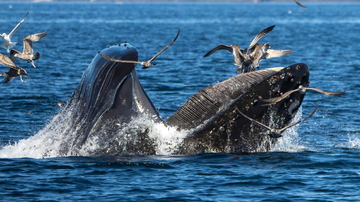 Zillion the humpback whale feeding on a bait ball.