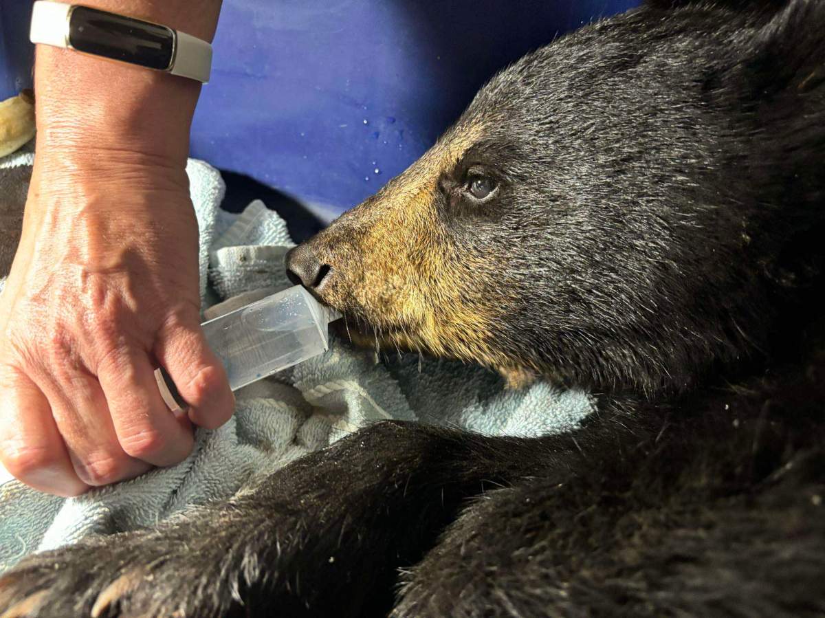 A black bear cub is treated in a handout photo. The director of an animal charity in southwestern Ontario is calling on people to seek local support for injured animals after two men picked up a black bear cub on a 10-hour drive in their vehicle from Cochrane to Windsor.