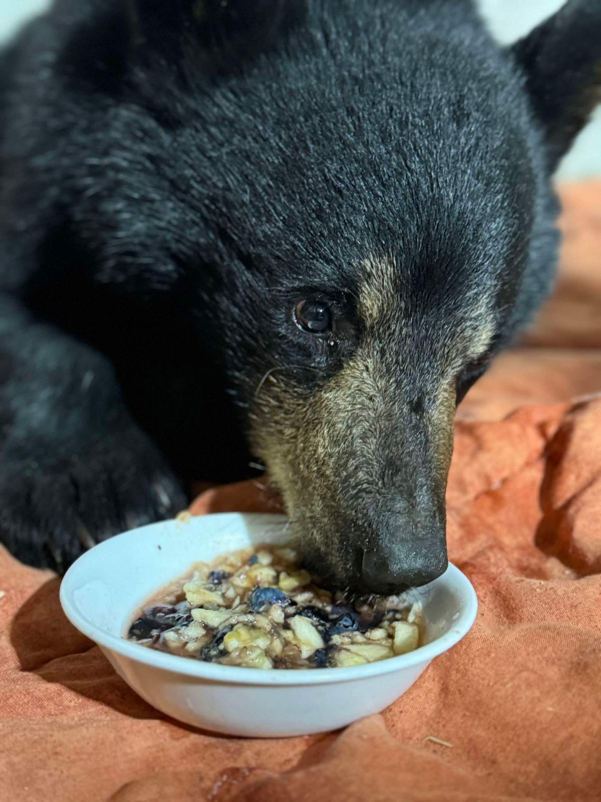 A black bear cub is fed in a handout photo. The director of an animal charity in southwestern Ontario is calling on people to seek local support for injured animals after two men picked up a black bear cub on a 10-hour drive in their vehicle from Cochrane to Windsor.