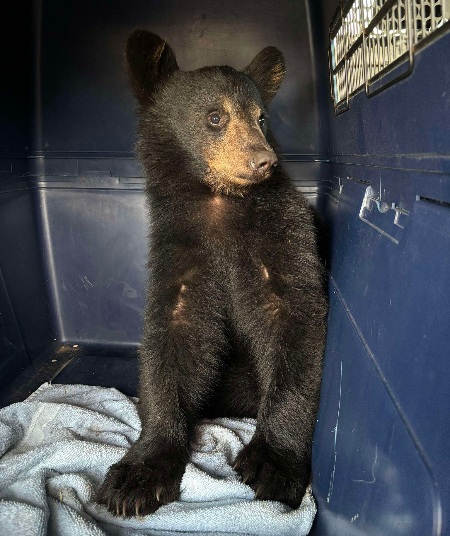 Bear cub fed Taco Bell, sits in back of van during 10-hour Ontario trip: charity