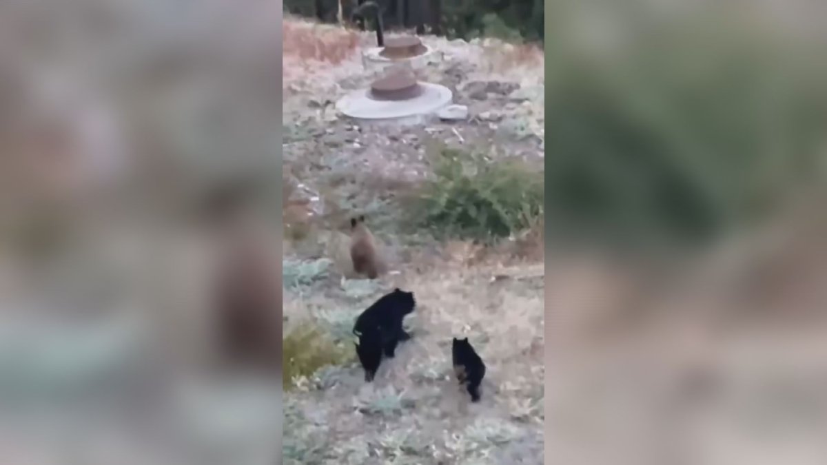 Three bears euthanized in West Kelowna.