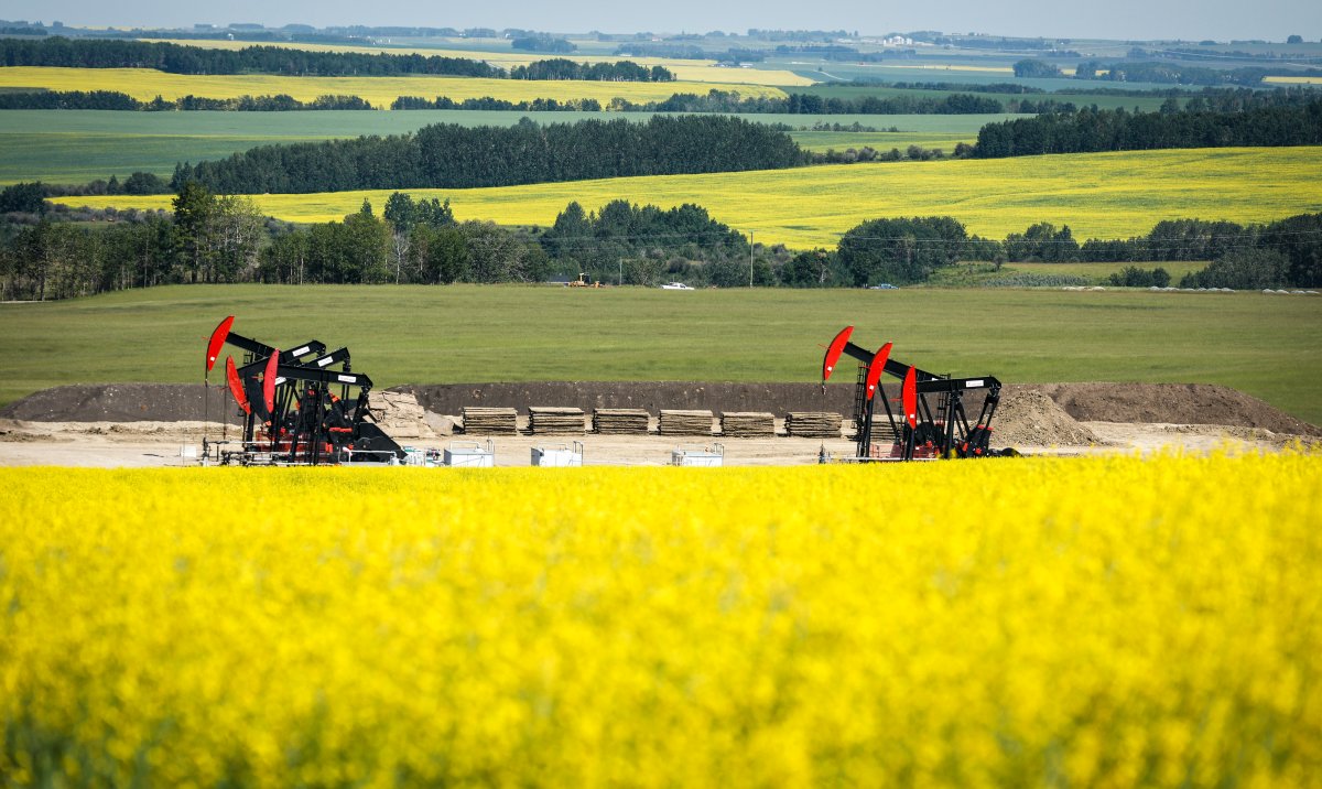 Canola