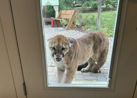 Young cougar kills Alberta family’s cat, hisses and paws at them