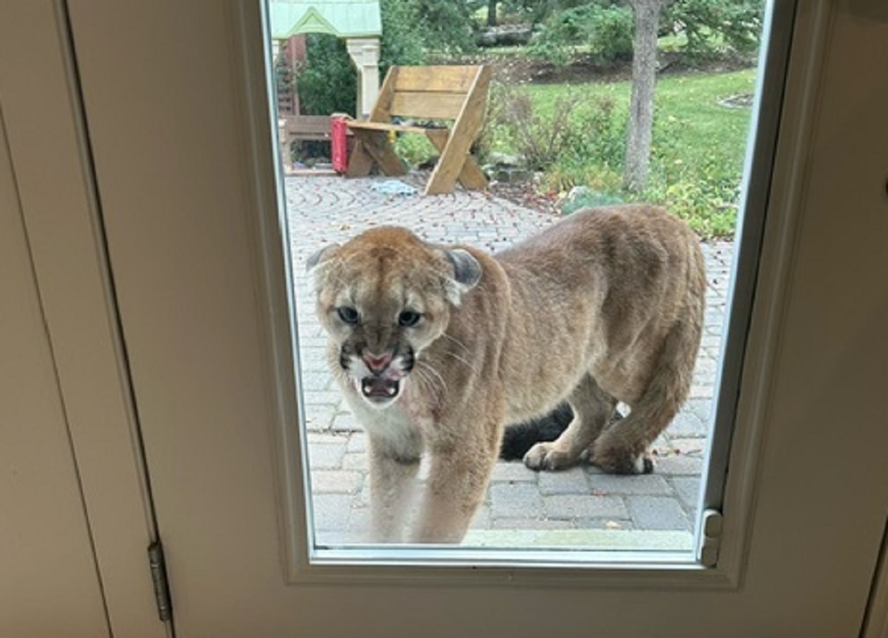 Cougar that killed Alberta family’s cat returns to house hours later: ‘It was terrifying’