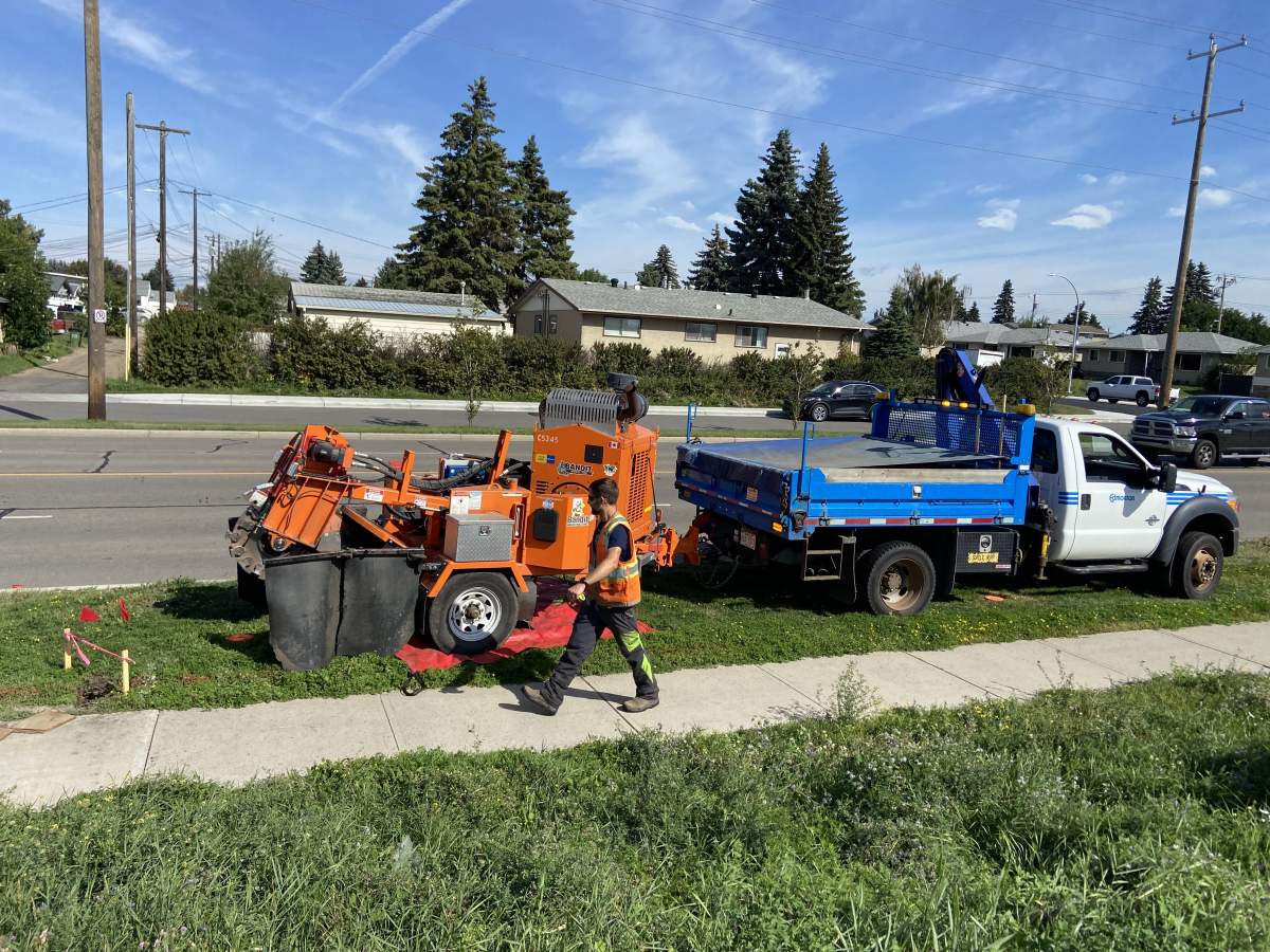 Tree infected with Dutch elm disease removed from Edmonton's Killarney neighbourhood Tuesday, Sept. 3, 2024.