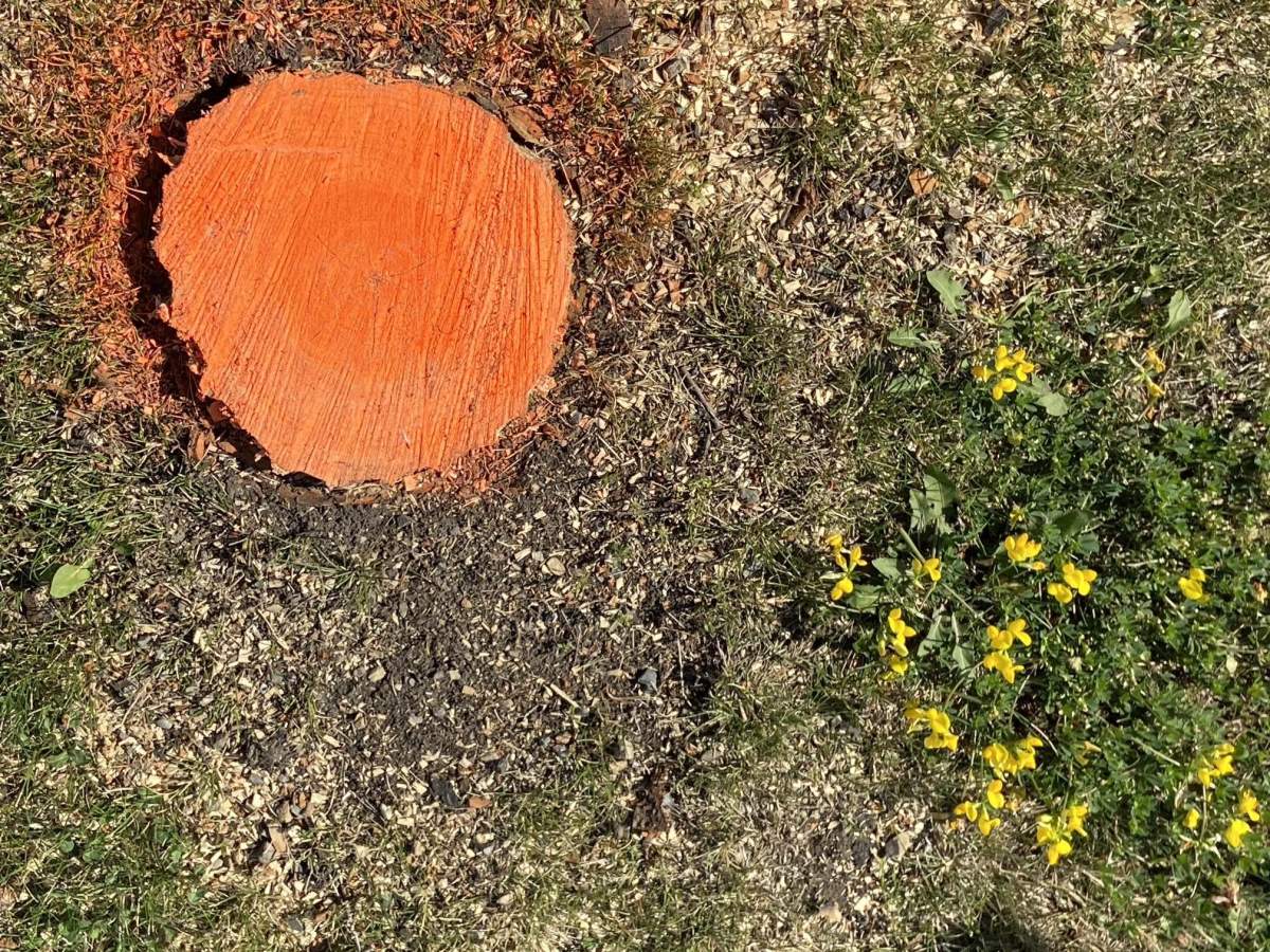 Tree infected with Dutch elm disease removed from Edmonton's Killarney neighbourhood Tuesday, Sept. 3, 2024.