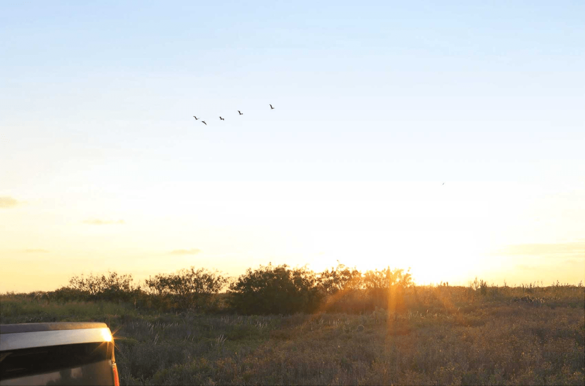 An empty plot of grassy land at sunrise. Birds fly overhead. A truck is barely seen, parked to the left of the frame.