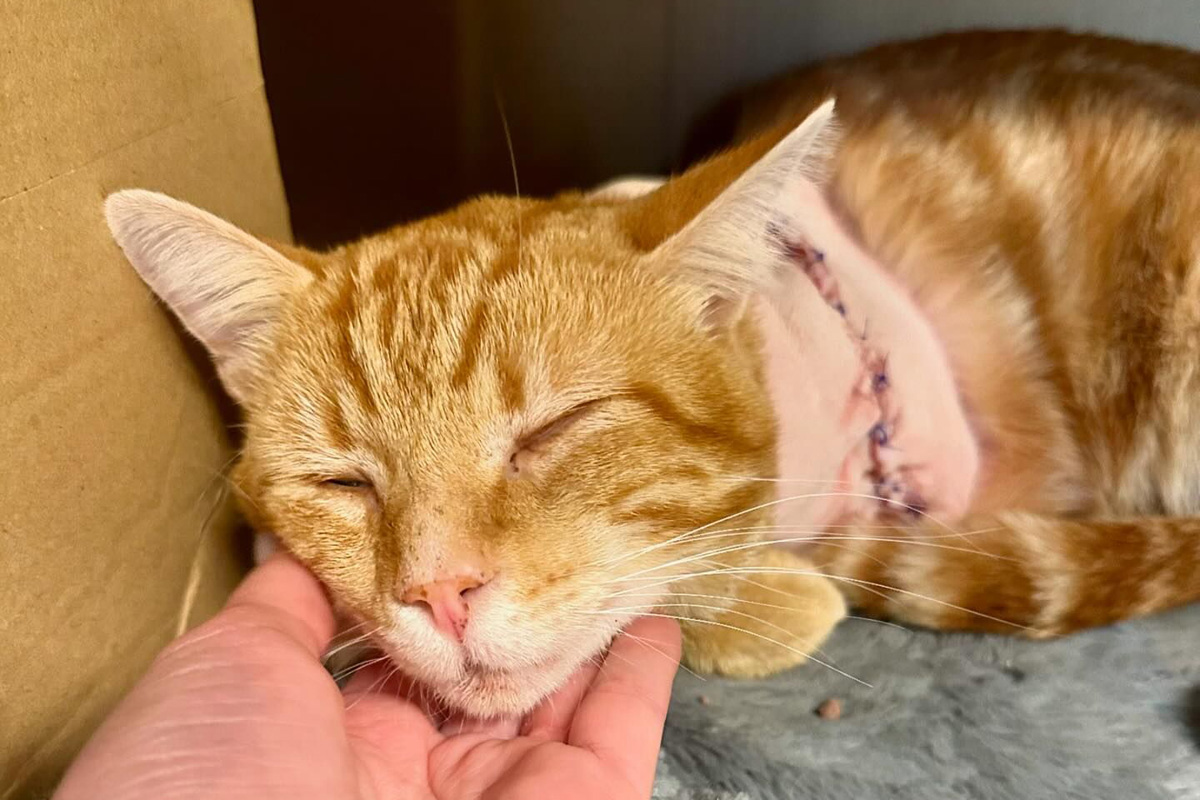 On Wednesday, Marmalade was said to be in good spirits after having his leg amputated a day earlier, according to Cailey Seymour, founder of Dorset Rescue Kittens.