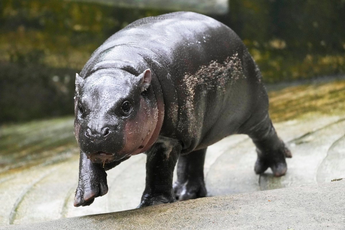 Two-month-old female pygmy hippo, named “Moo Deng,” meaning “bouncy pork” in Thai, walks at the Khao Kheow Open Zoo in Chonburi province, Thailand, Thursday, Sept. 19, 2024.