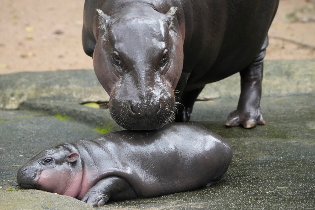 Two-month-old baby hippo Moo Deng and her mother Jona are seen at the Khao Kheow Open Zoo in Chonburi province, Thailand, Thursday, Sept. 19, 2024.