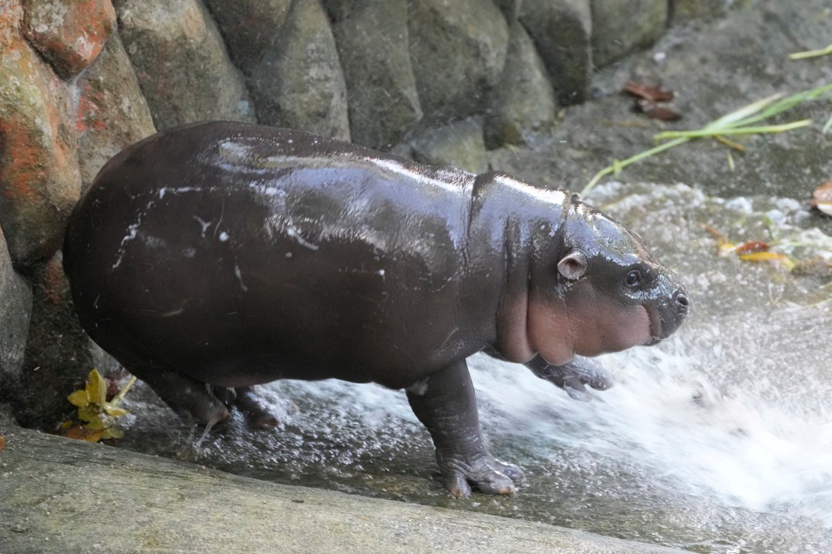 Two-month-old baby hippo Moo Deng plays with water from a zookeeper at the Khao Kheow Open Zoo in Chonburi province, Thailand, Thursday, Sept. 19, 2024.