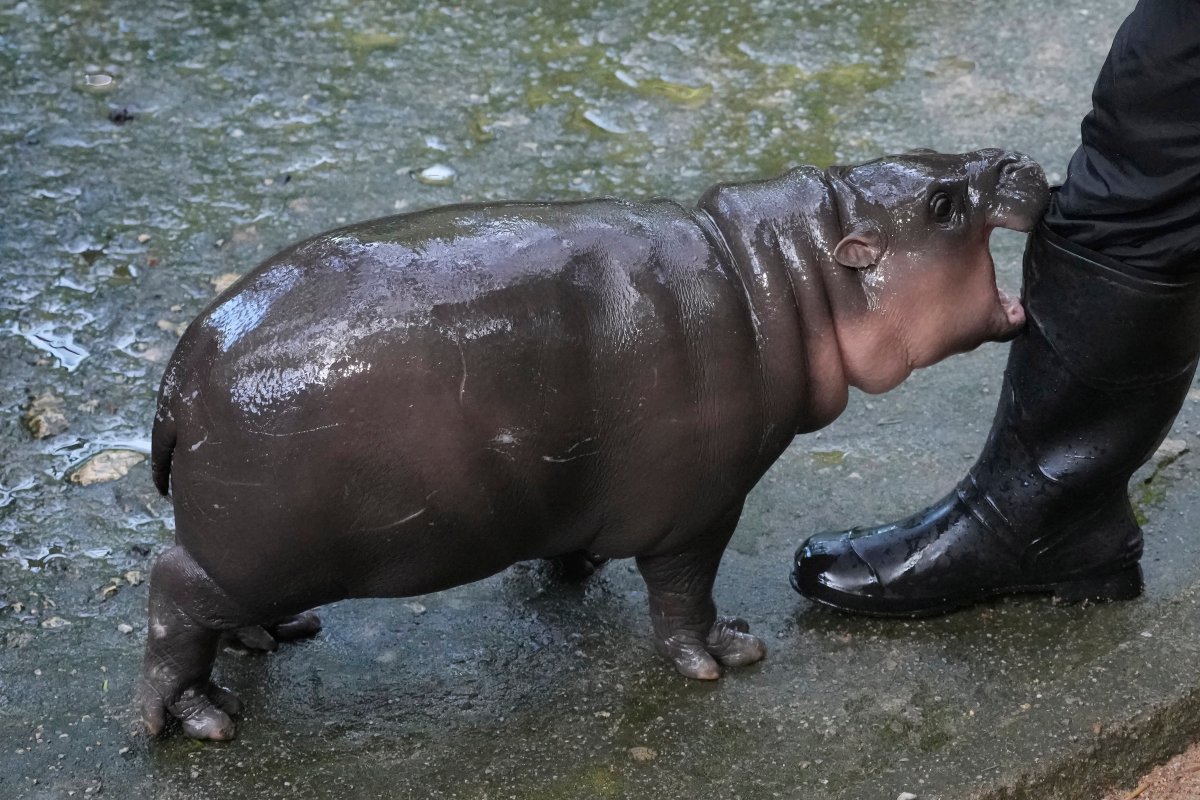 Two-month-old baby hippo Moo Deng plays with a zookeeper in the Khao Kheow Open Zoo in Chonburi province, Thailand, Thursday, Sept. 19, 2024.