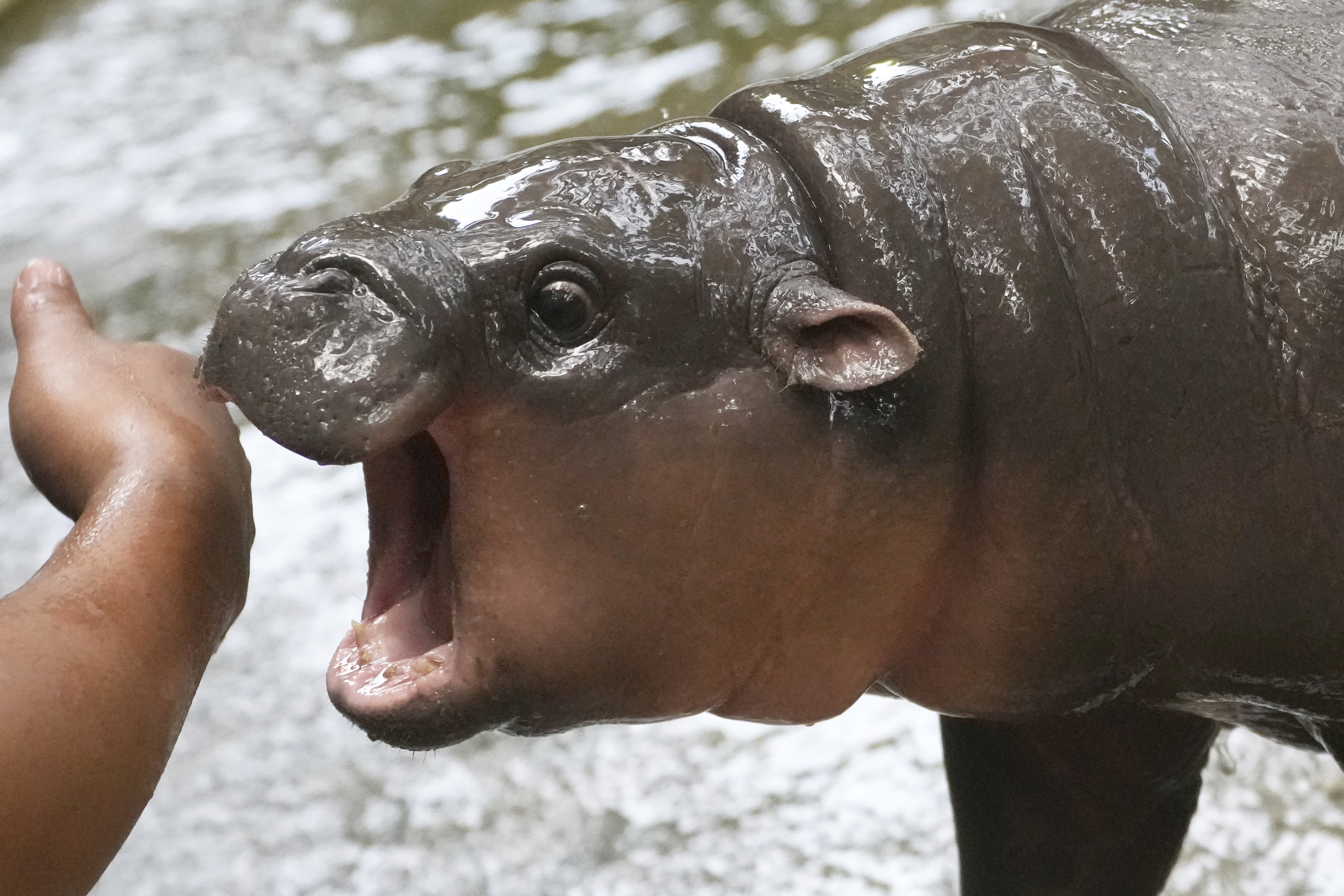 Meet Moo Deng, the adorable baby hippo everyone is falling for