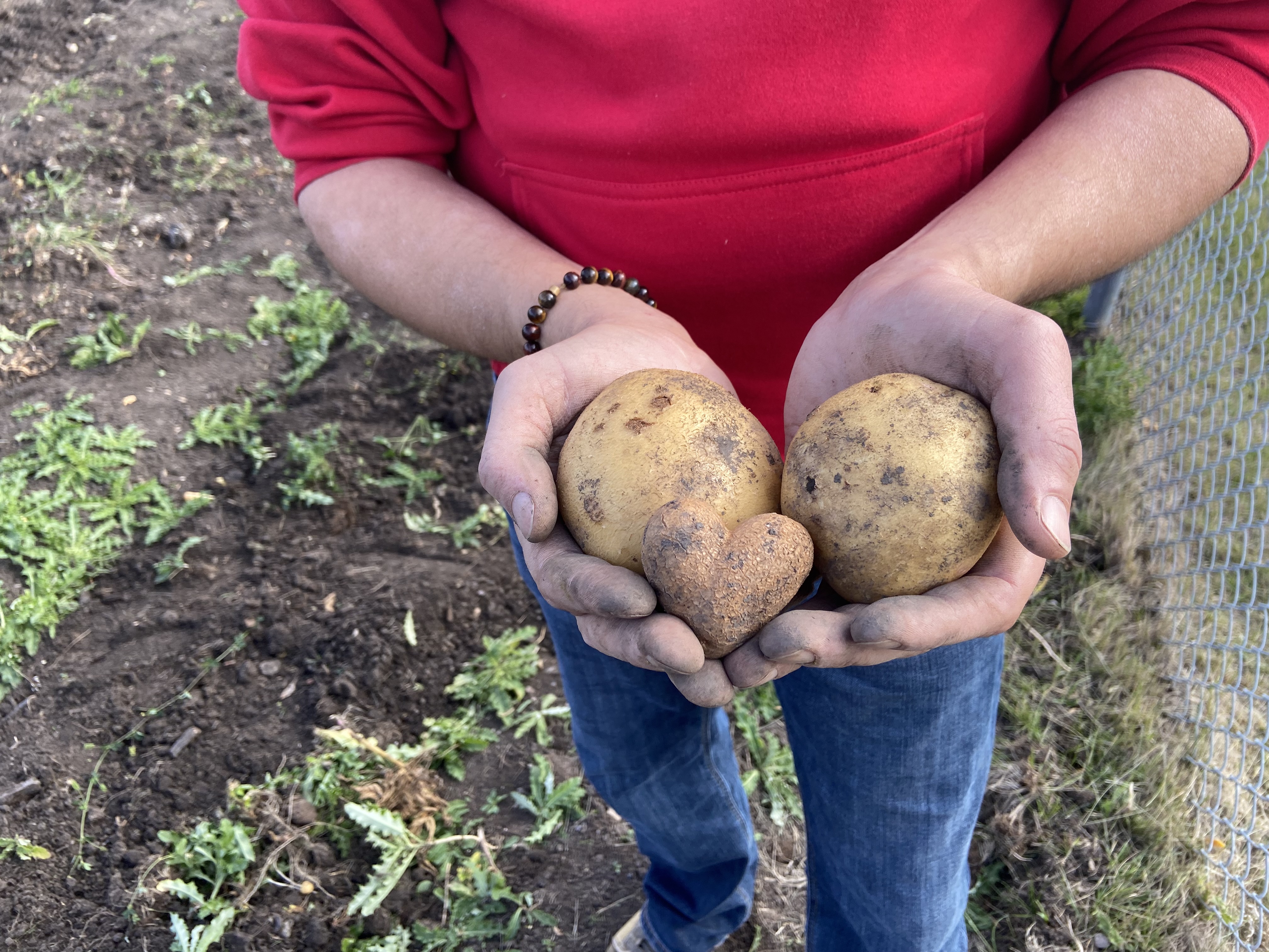 Edmonton plumbers harvest thousands of potatoes for food bank