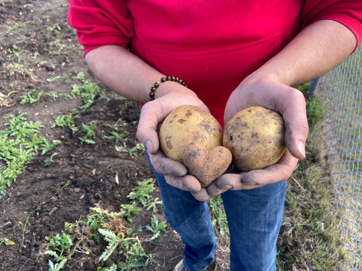 The staff at Mr. Rooter Plumbing of Edmonton harvested thousands of potatoes for Edmonton's Food Bank Saturday, Sept. 28, 2024.