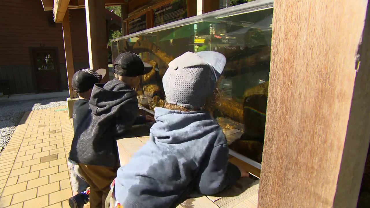 North Vancouver hatchery lets students get up-close and personal with salmon