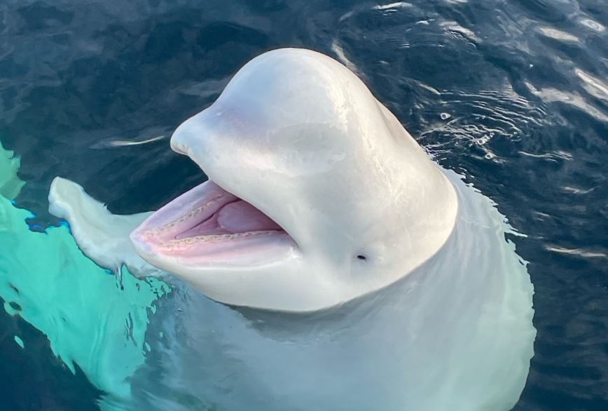Обичаният кит белуга отдавна смятан от мнозина за шпионин на