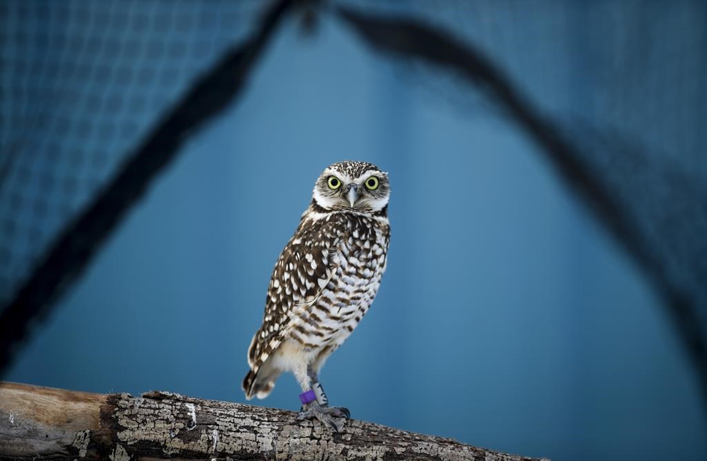 A burrowing owl is seen at the Calgary Zoo Conservation Centre near Calgary, Alta., Friday, Jan. 25, 2019.