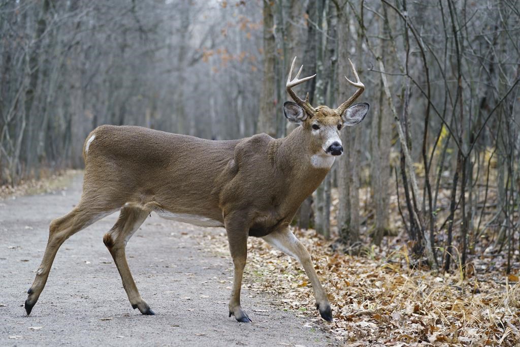 Montreal-area city gets permit to go ahead with deer cull in local park