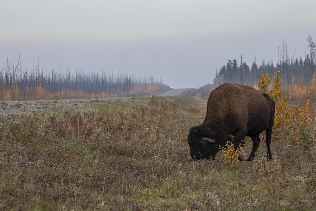 A 52-year-old man is facing charges after RCMP say six bison were illegally killed and removed from a farm in southwestern Manitoba. A lone bull wood bison grazes alongside the Mackenzie Highway near Fort Providence, N.W.T., on Sept. 15, 2023. 