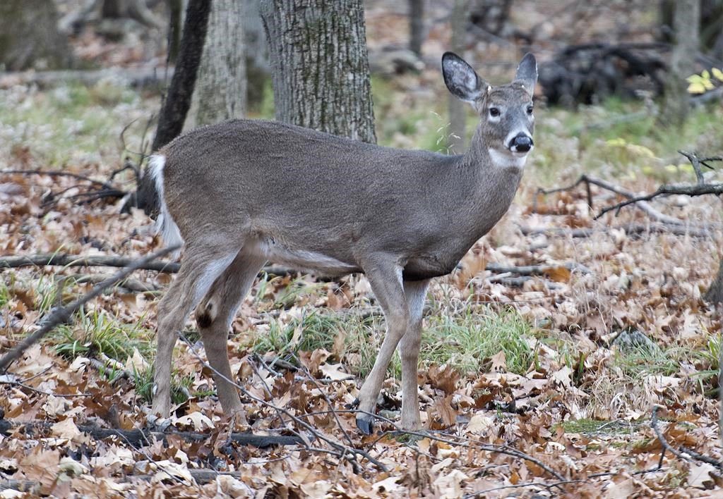 Longueuil deer cull ends after 105 animals killed in urban park