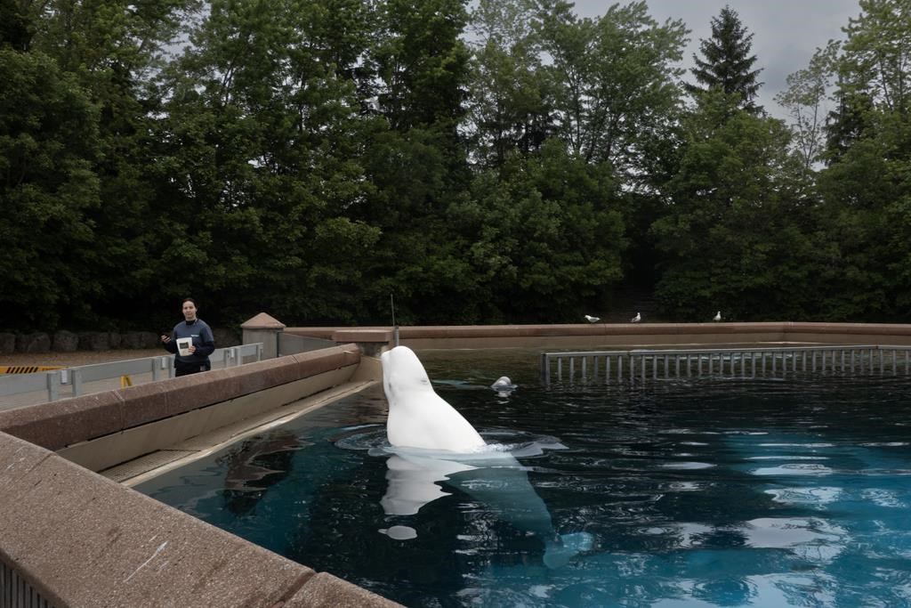 A beluga whale surfaces from a tank to be fed by an employee at Marineland amusement park in Niagara Falls, Ont., on June 9, 2023. THE CANADIAN PRESS/Chris Young.