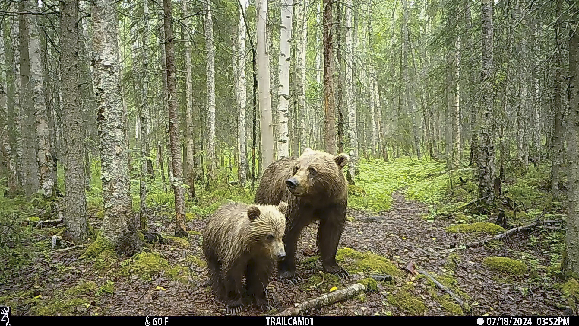 It’s not just Fat Bear Week in Alaska: Trail cameras capturing wolves, moose and more