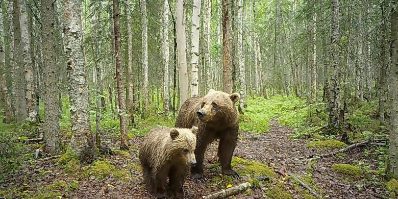 It's not just Fat Bear Week in Alaska: Trail cameras capturing wolves, moose and more