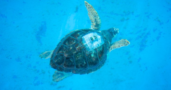 Rescued loggerhead sea turtle Moira flown from B.C. to U.S. for release