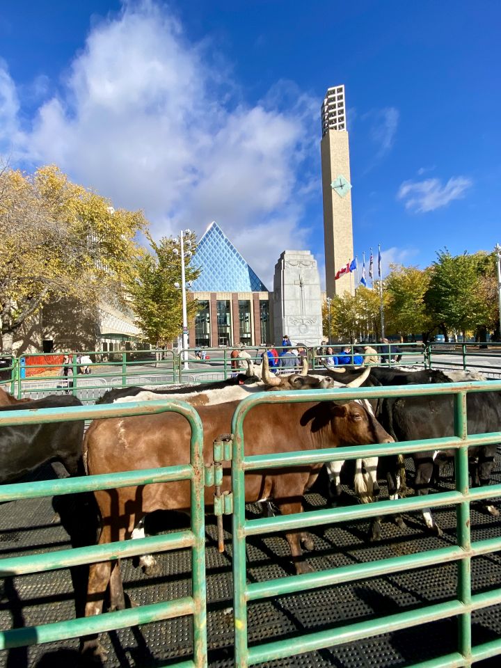 The Canadian Finals Rodeo is back in Edmonton this week and the festivities kicked off Wednesday with a cattle drive downtown on Wednesday.