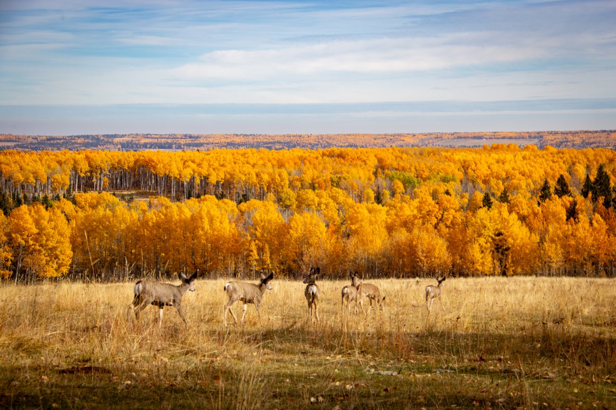 The Alberta Institute for Wildlife Conservation says 7 young deer were released back into the wild this week after being nursed back to health.