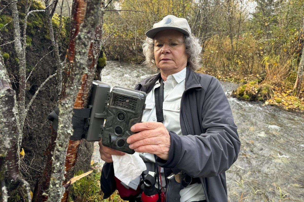 Donna Gail Shaw checks her trail camera on Sept. 26, 2024, near a populated neighborhood of Anchorage, Alaska