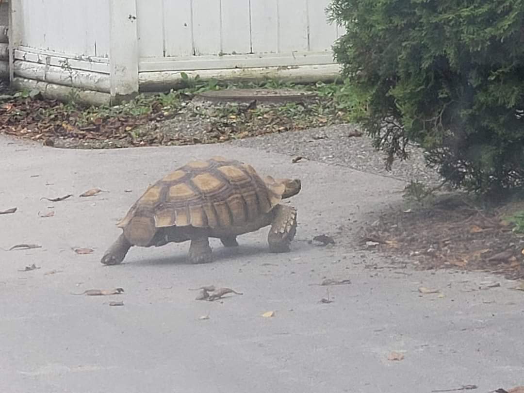 Excavator is now home after he went for a stroll and walked out of his back yard.