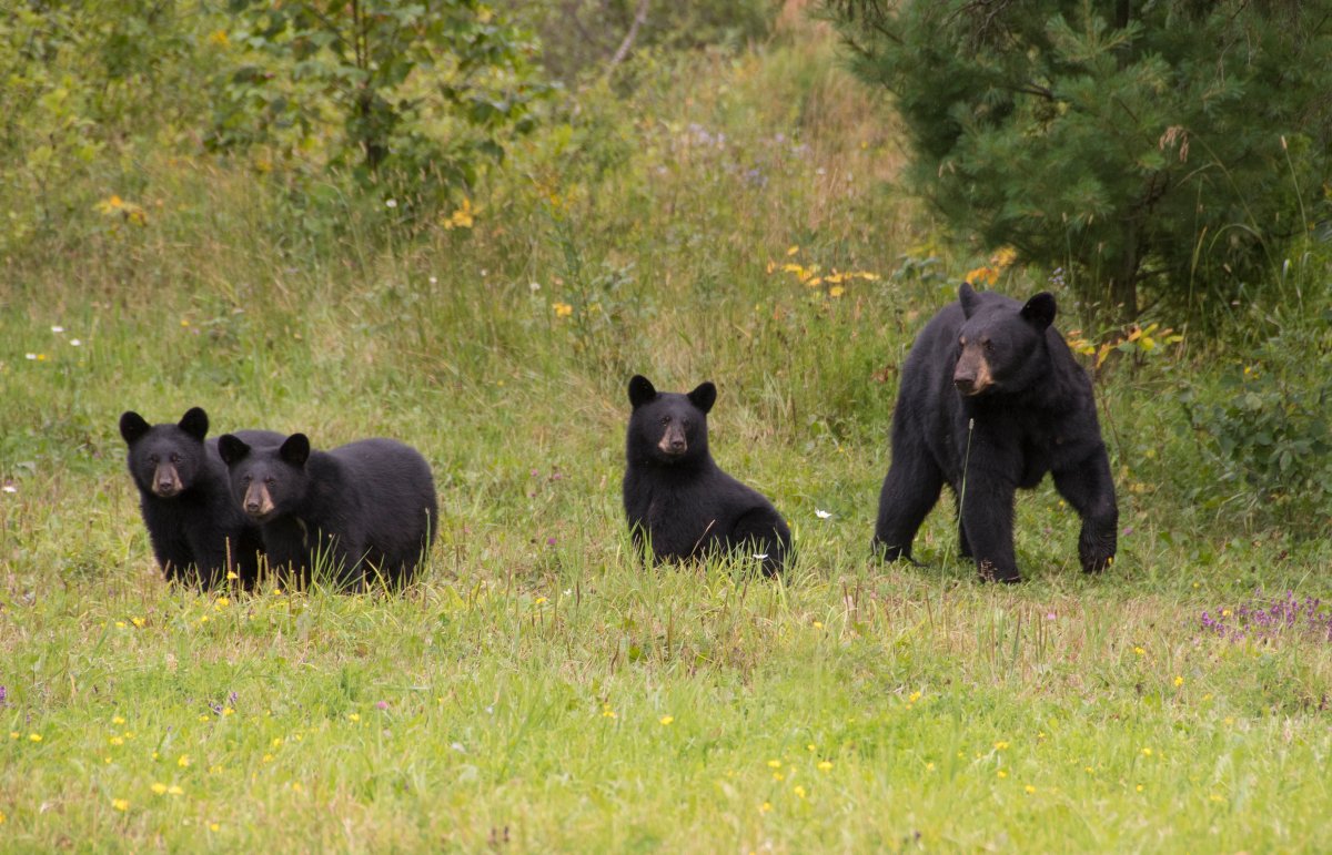 Stock photo of a black bear mother and her three cubs near Lake Superior National Marine Conservation Area in Ontario.