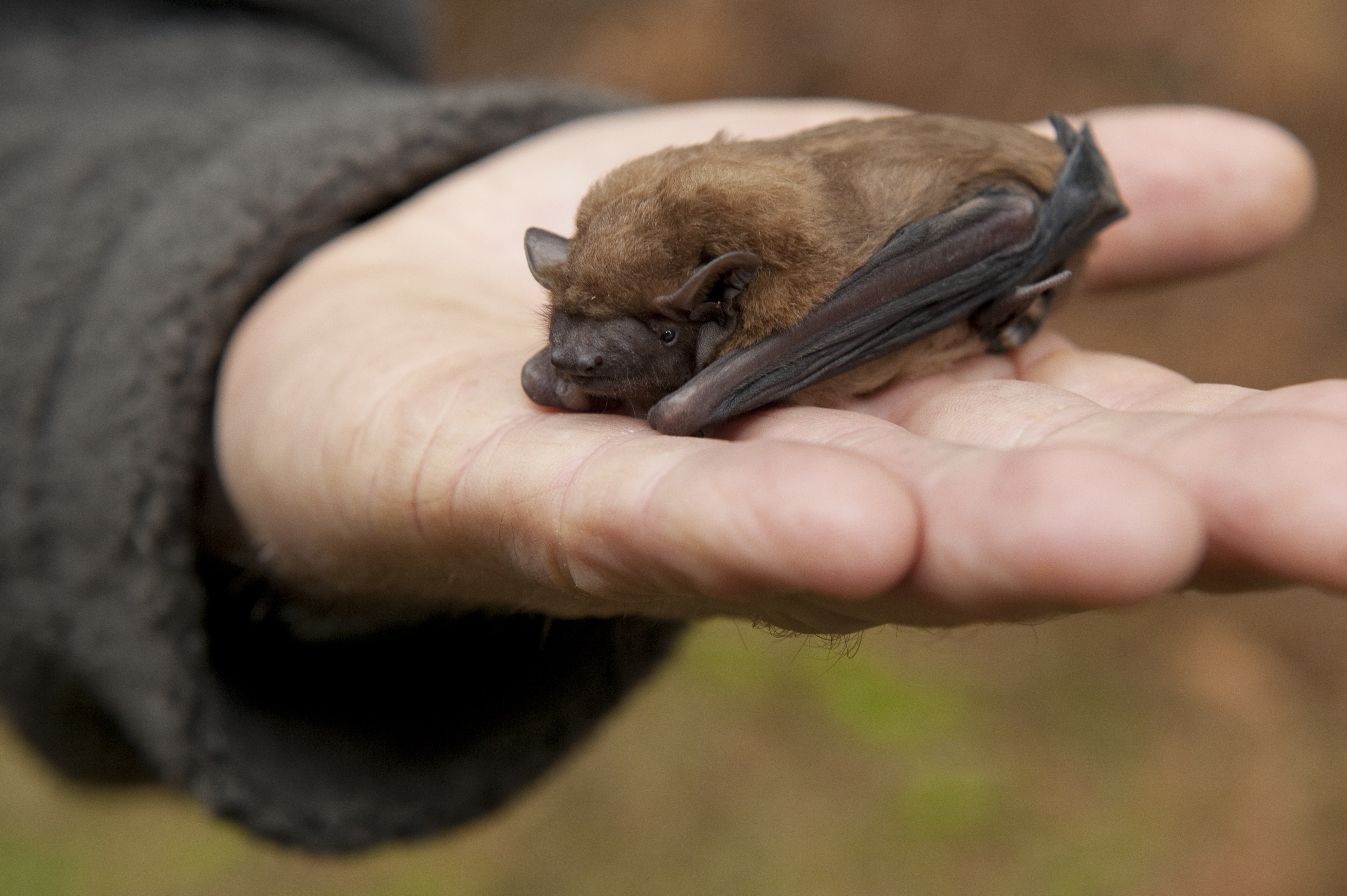 Изследователи на Организацията на ваксините и инфекциозните болести VIDO от