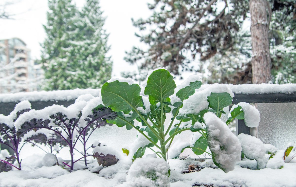 How to prep your garden for winter