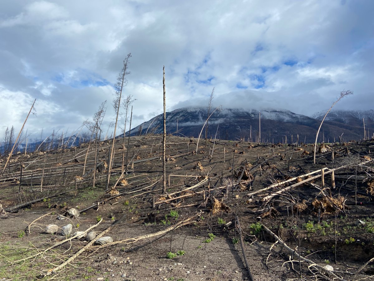 Wildfire-ravaged areas near Malgine Road in Jasper National Park on Thursday, Oct. 10, 2024.