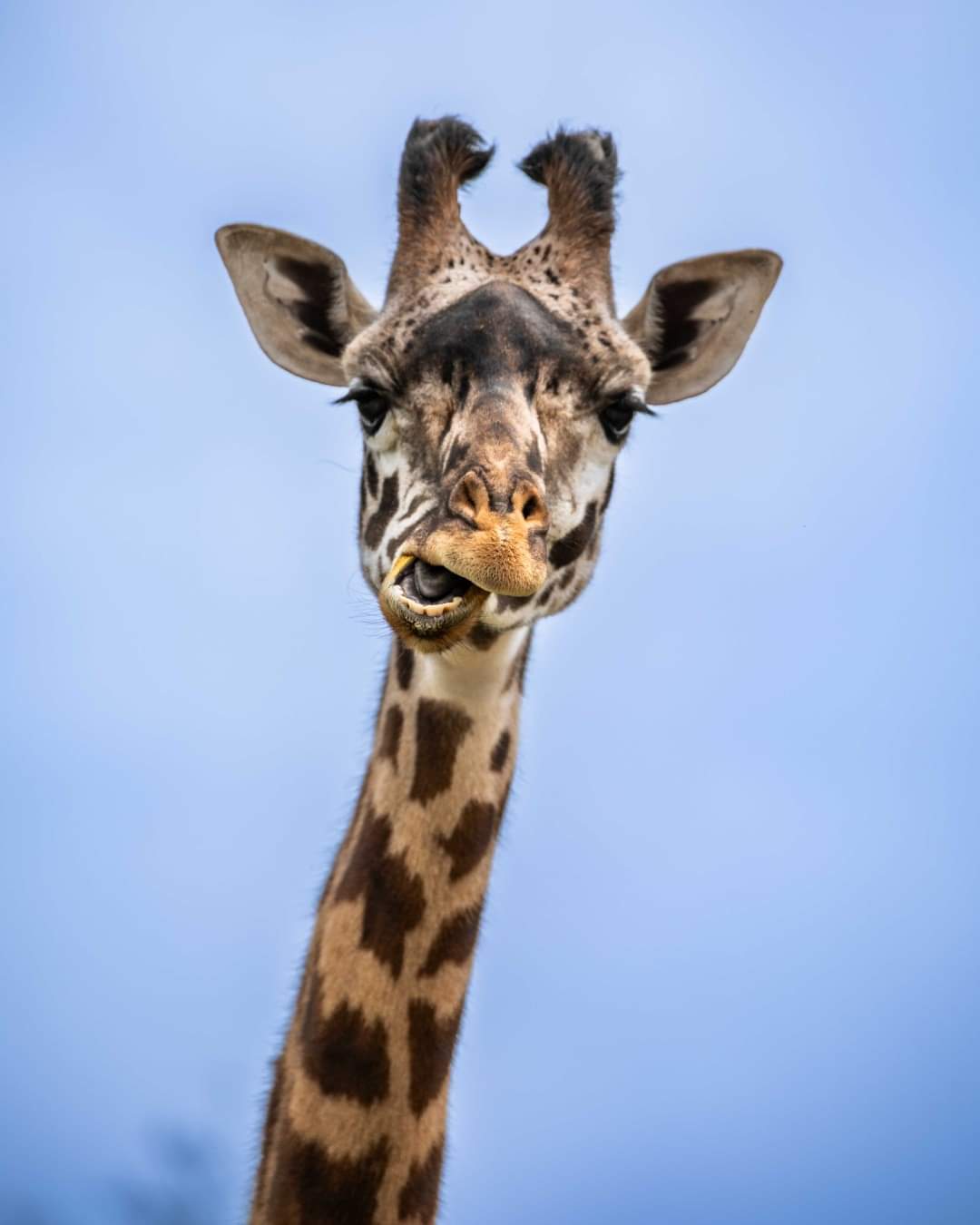 Calgary Zoo hopes arrival of new giraffe sparks a ‘tall tale of romance’