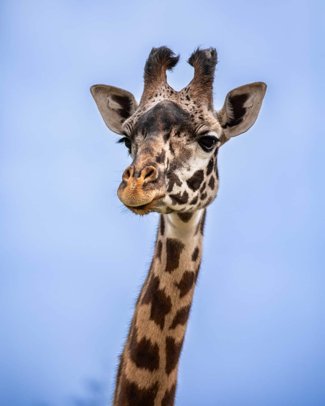 The Calgary zoo hopes the arrival of a 4 year old masai giraffe, Amani, sparks a romance with zoo's male giraffe 14 year old Nabo.