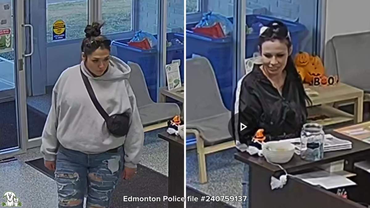 Two women caught on video stealing a safe containing donations from the Alberta Animal Rescue Crew Society (AARCS) shelter in Edmonton on Wednesday, Oct. 16, 2024.