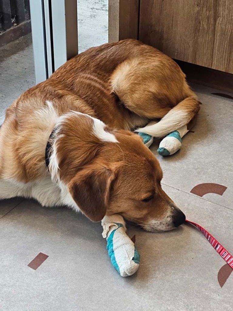 Sunny is now in the care of the BC SPCA after he was intentionally dragged behind a vehicle.