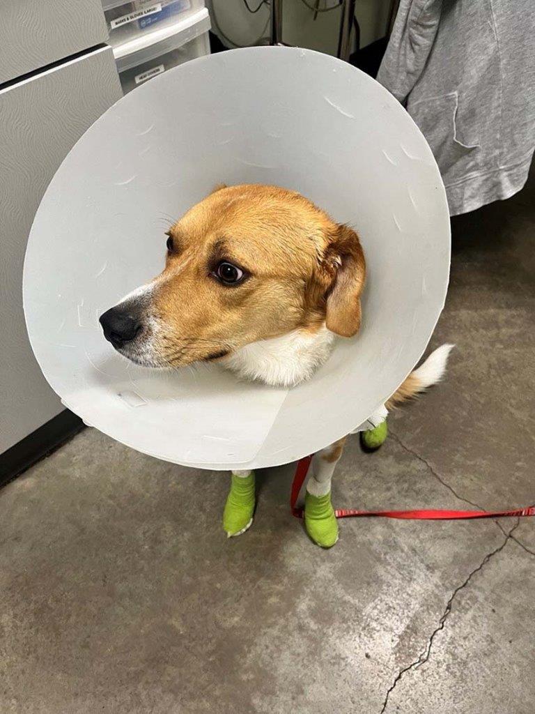 Sunny is now in the care of the BC SPCA after he was intentionally dragged behind a vehicle.