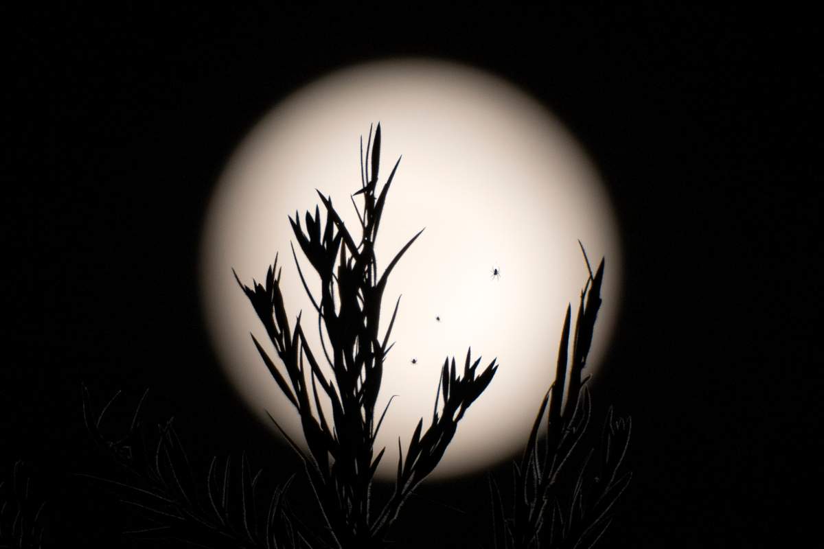 A spider web is silhouetted against a supermoon in Dharamshala, India, Thursday, Oct. 17, 2024. (AP Photo/Ashwini Bhatia)