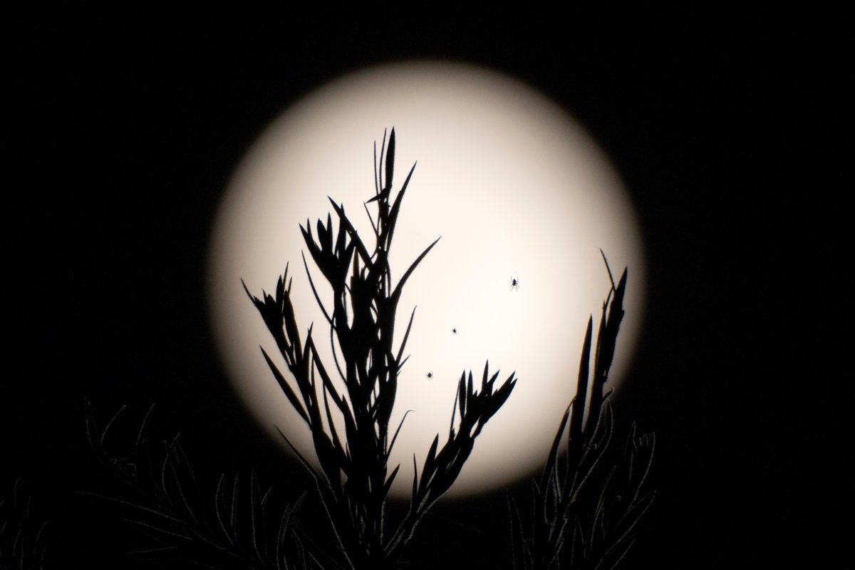 A spider web is silhouetted against a supermoon in Dharamshala, India, Thursday, Oct. 17, 2024. (AP Photo/Ashwini Bhatia)