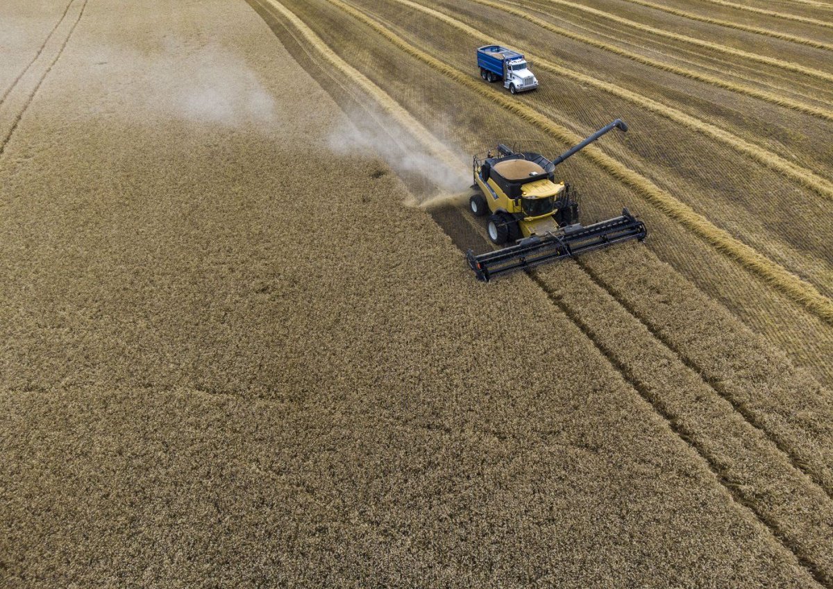 Farmers harvest their wheat crop near Cremona, Alta., Tuesday, Sept. 19, 2023.