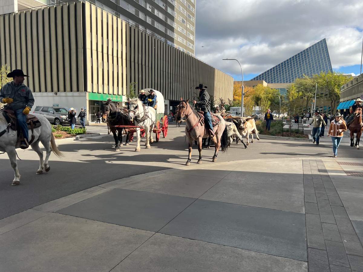 The Canadian Finals Rodeo is back in Edmonton this week and the festivities kicked off Wednesday with a cattle drive downtown on Wednesday.